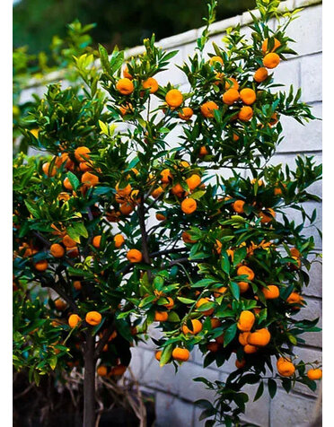 CITRUS, 'SATSUMA, 'MIHO', 3G