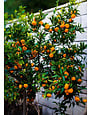 CITRUS, 'SATSUMA, 'MIHO', 3G