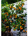 CITRUS, 'SATSUMA, 'SETO', 3G