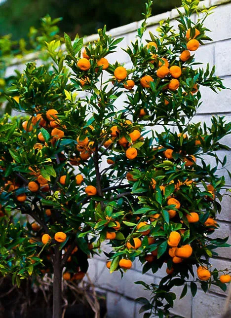 CITRUS, 'SATSUMA, 'SETO', 3G