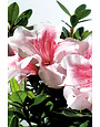 AZALEA, 'ENCORE, 'AUTUMN CHIFFON, 3G
