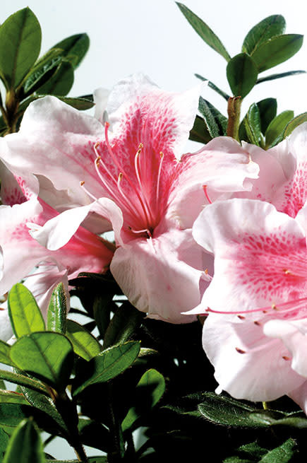 AZALEA, 'ENCORE, 'AUTUMN CHIFFON, 3G