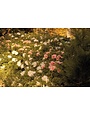 AZALEA, 'ENCORE, 'AUTUMN CHIFFON, 3G