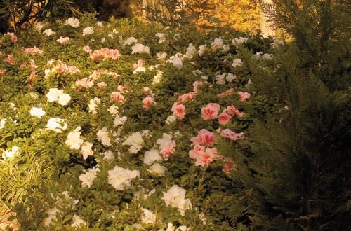 AZALEA, 'ENCORE, 'AUTUMN CHIFFON, 3G