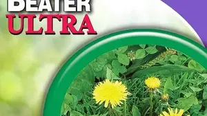 Spring Weeds in the Lawn Pt 2 post-emergent