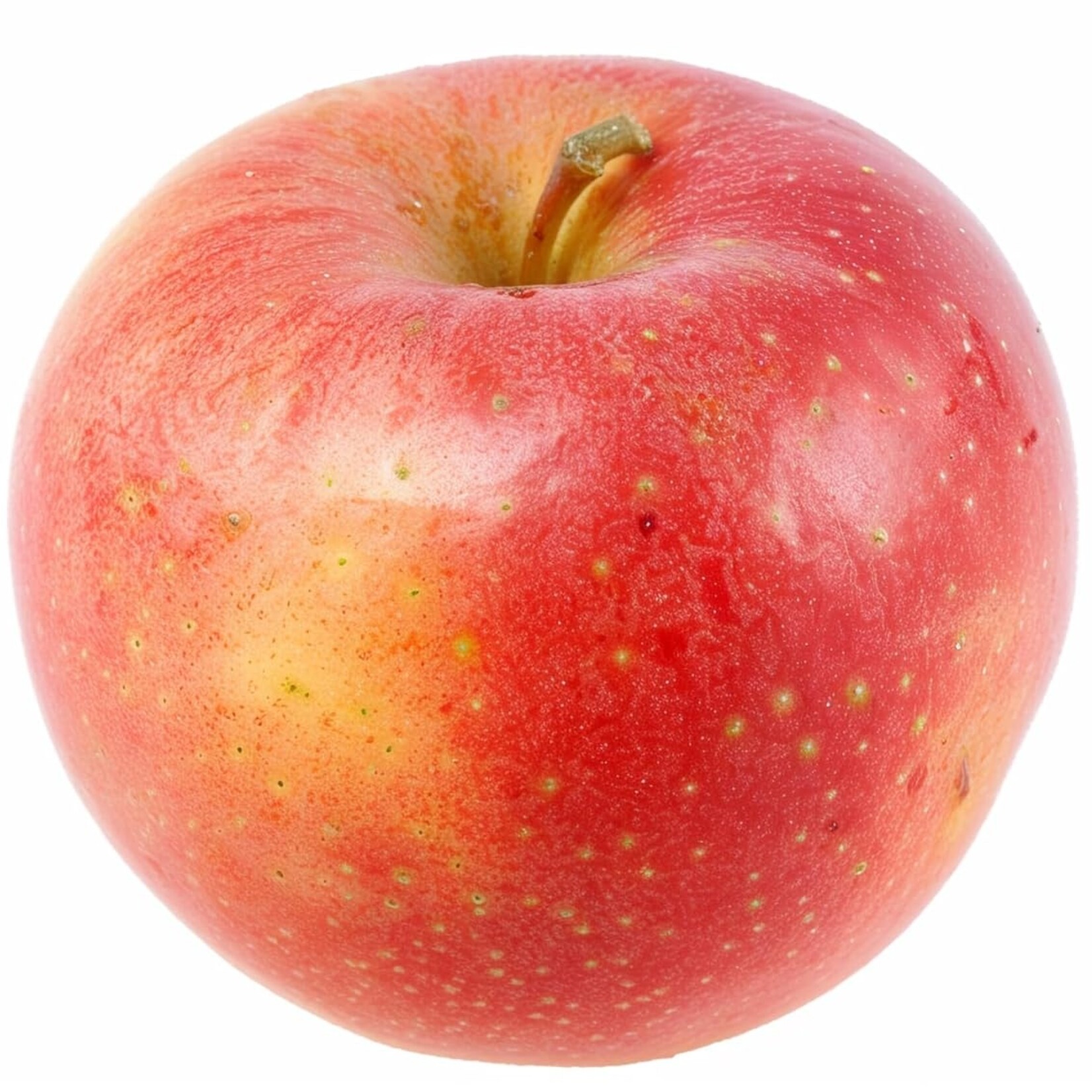 FRUIT TREE, APPLE, 'PINK LADY' 3G-5G