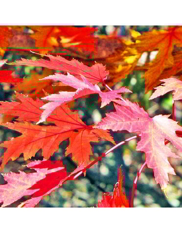 Maple 'Drummond Red' 30G