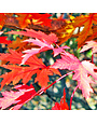 DRUMMOND RED MAPLE TREE, 30 GALLON