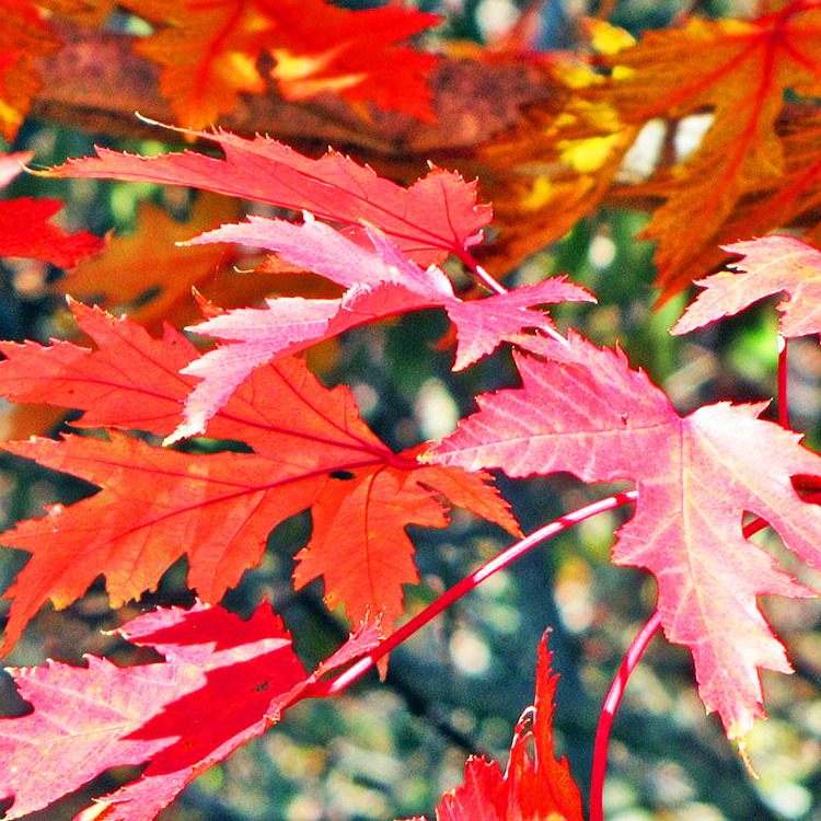 DRUMMOND RED MAPLE TREE, 30 GALLON