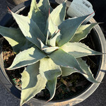 AGAVE, 'FROSTY BLUE', 5G