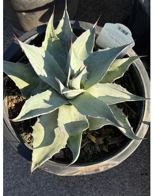 AGAVE, 'FROSTY BLUE', 5G*