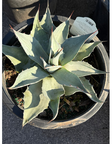 AGAVE, 'FROSTY BLUE', 5G*