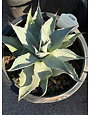 FROSTY BLUE AGAVE, 5 GALLON