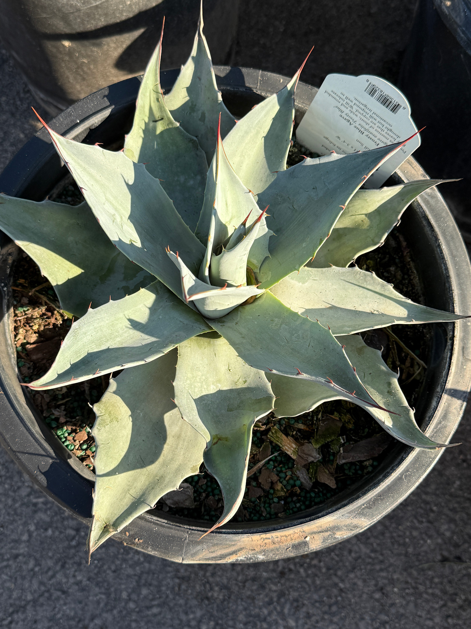 FROSTY BLUE AGAVE, 5 GALLON