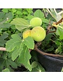 Fruit Tree, LSU Gold Fig Tree 3 Gallon - Ficus carica 'LSU Gold'