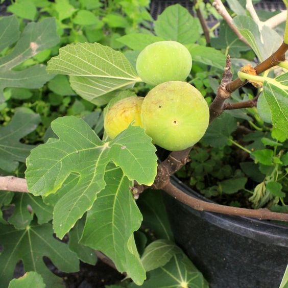 LSU GOLD FIG TREE, 3 GALLON