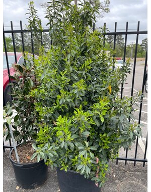 HOLLY, 'EAGLESTON FTG', 15G