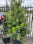 HOLLY, 'EAGLESTON FTG', 15G*