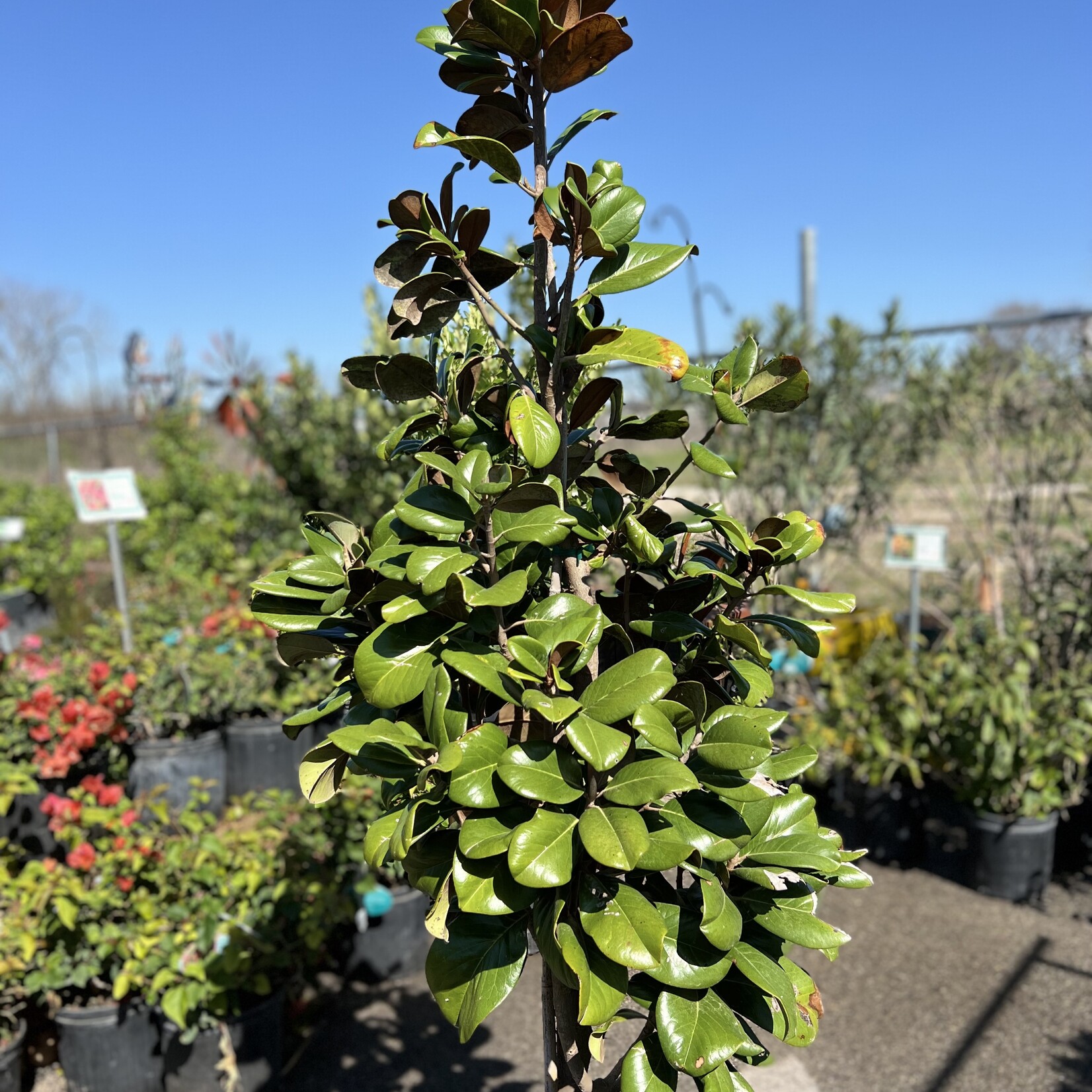 MAGNOLIA, 'TEDDY BEAR', 15G