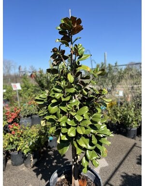 MAGNOLIA, 'TEDDY BEAR', 15G