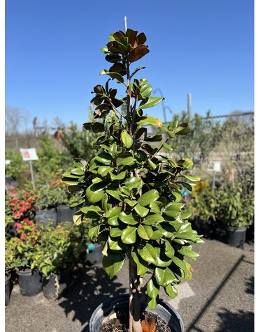 MAGNOLIA, 'TEDDY BEAR', 15G