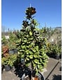 MAGNOLIA, 'TEDDY BEAR', 15G