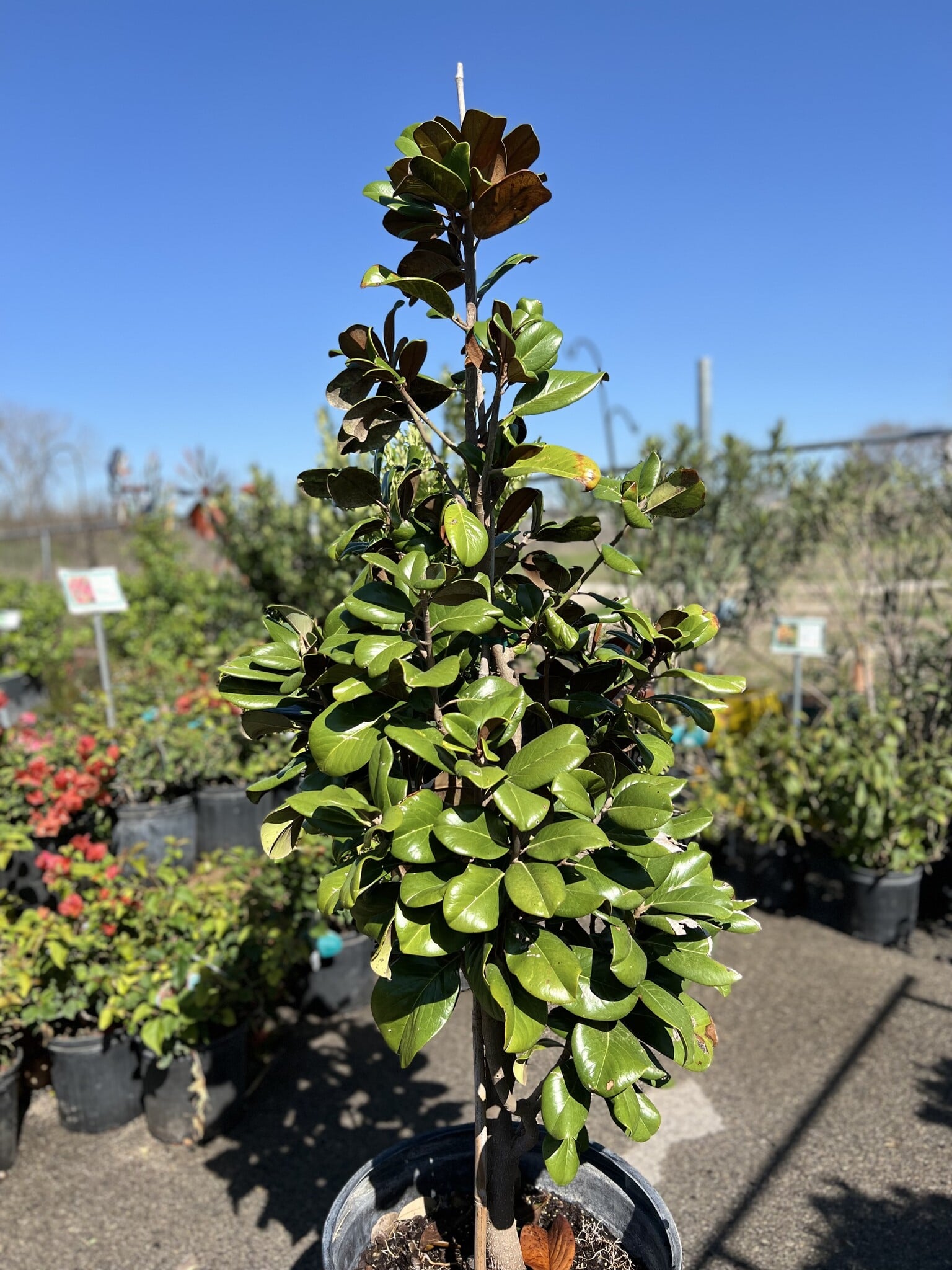 MAGNOLIA, 'TEDDY BEAR', 15G