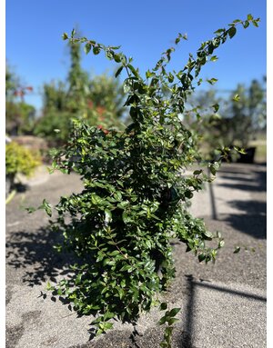 ABELIA, EDWARD GOUCHER 3G