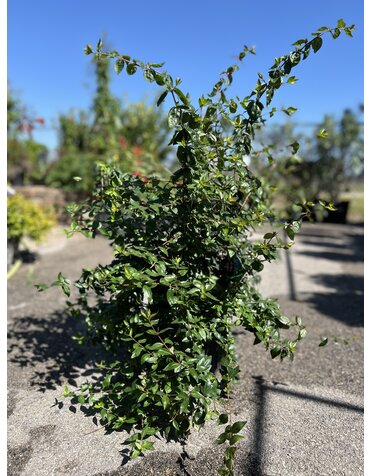 ABELIA, EDWARD GOUCHER 3G