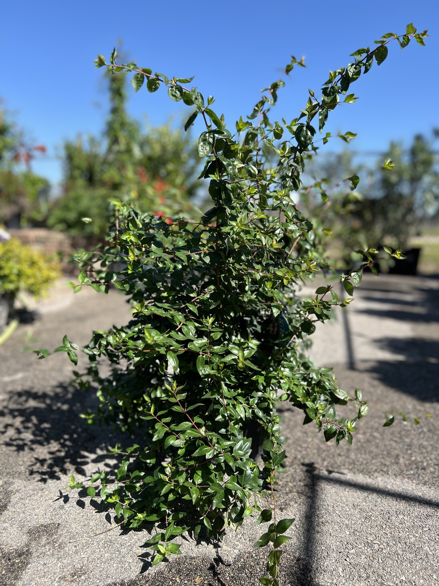 'EDWARD GOUCHER' ABELIA, 3 GALLON
