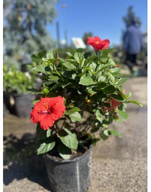 HIBISCUS, TROPICAL, 'DARK HEART', 3G*