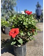 'DARK HEART' TROPICAL HIBISCUS, 3 GALLON