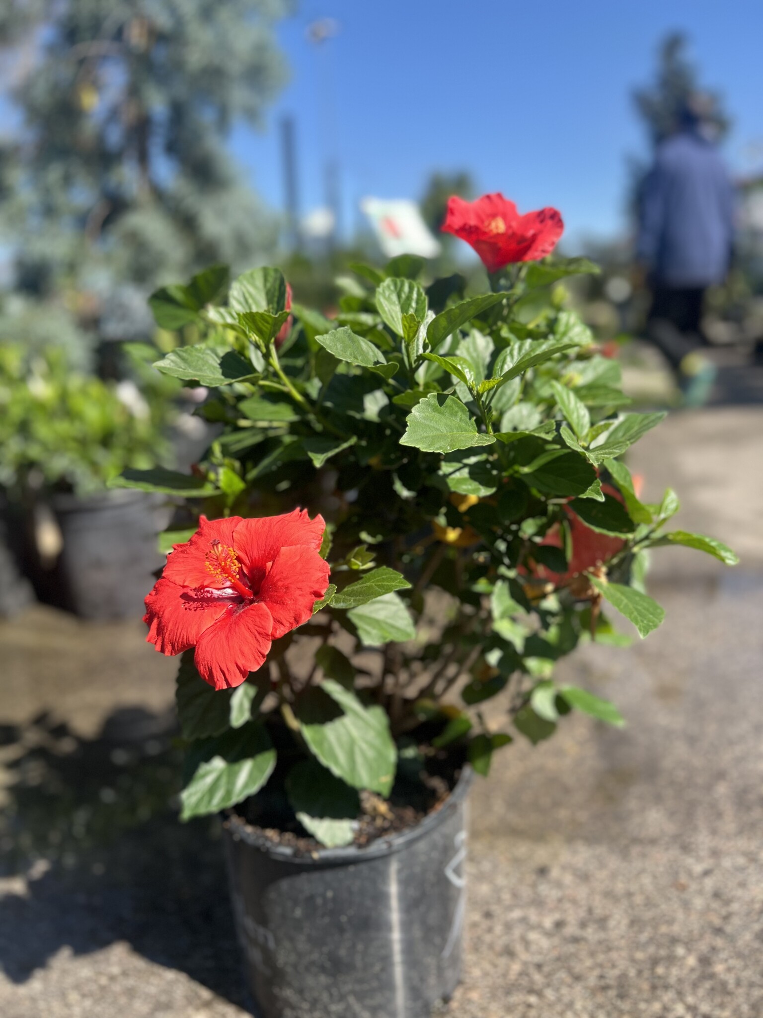'DARK HEART' TROPICAL HIBISCUS, 3 GALLON