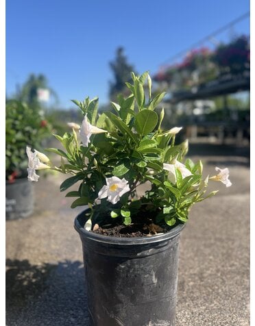 Mandevilla 'White' 3G