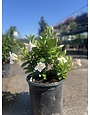 White Mandevilla 3 Gallon - Mandevilla sanderi