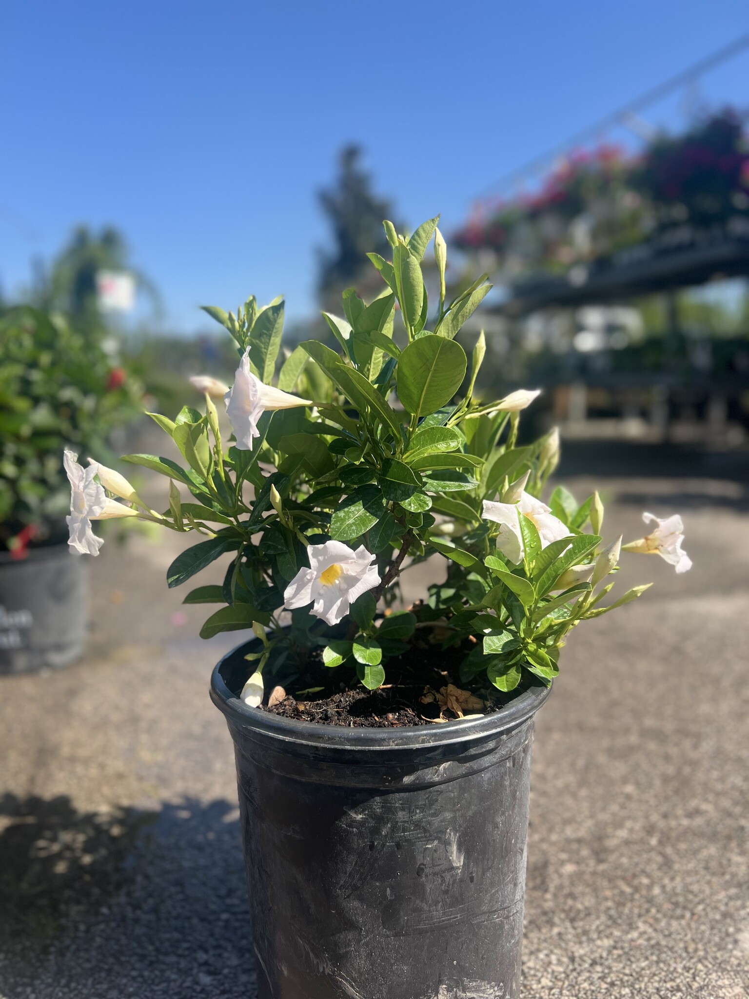 White Mandevilla 3 Gallon - Mandevilla sanderi