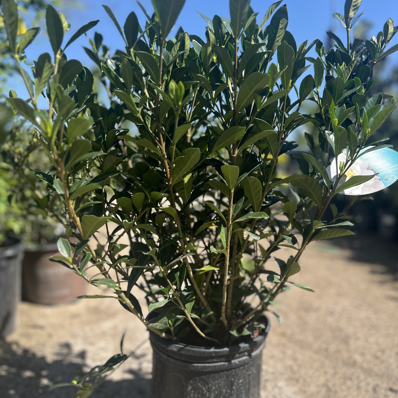GARDENIA, 'BUTTONS', 3G