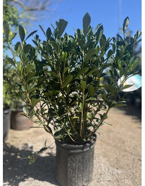 GARDENIA, 'BUTTONS', 3G