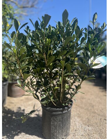 GARDENIA, 'BUTTONS', 3G