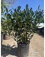 GARDENIA, 'BUTTONS', 3G
