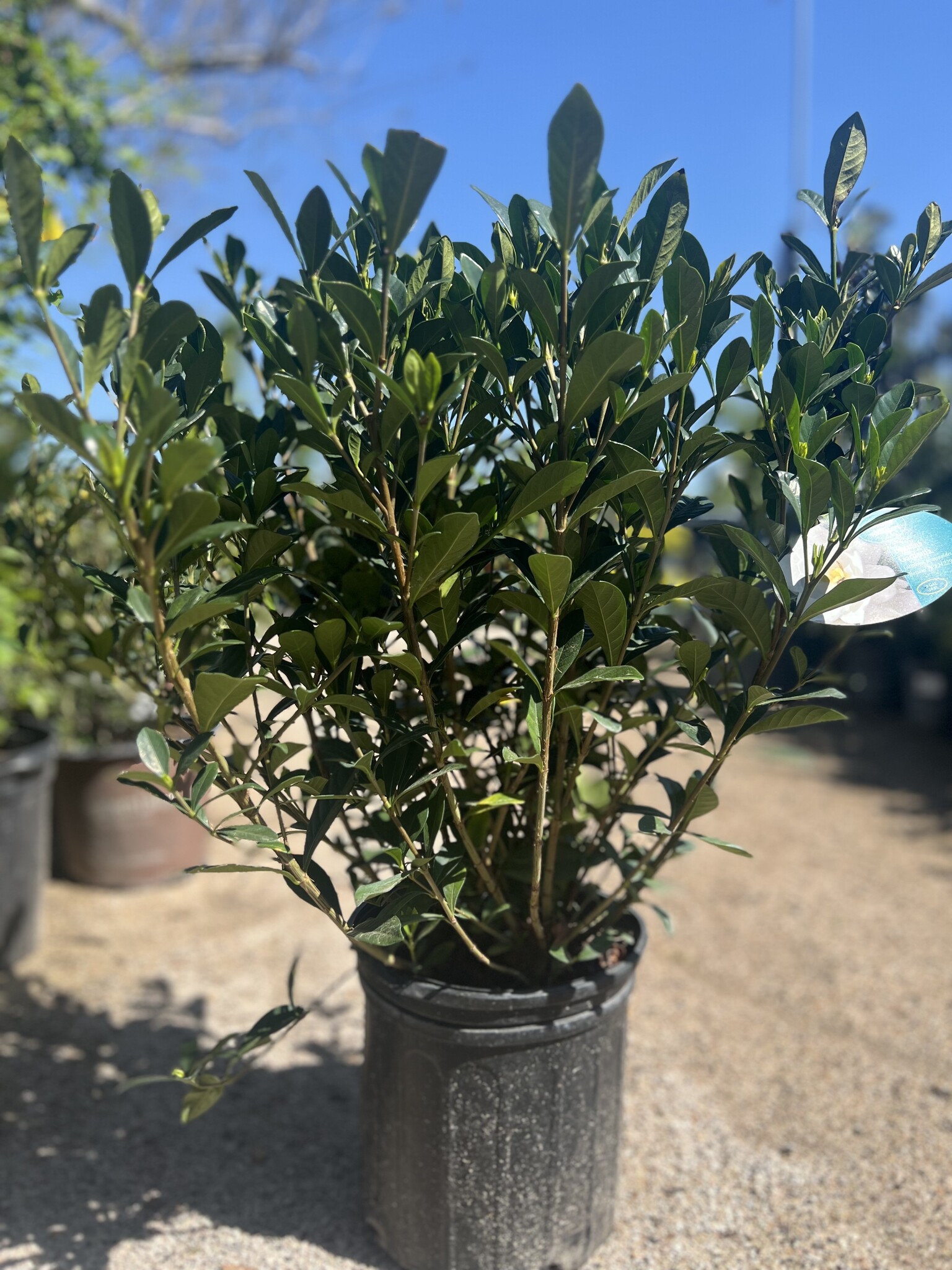GARDENIA, 'BUTTONS', 3G