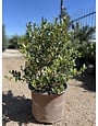 ‘JUBILATION’® GARDENIA, 3 GALLON