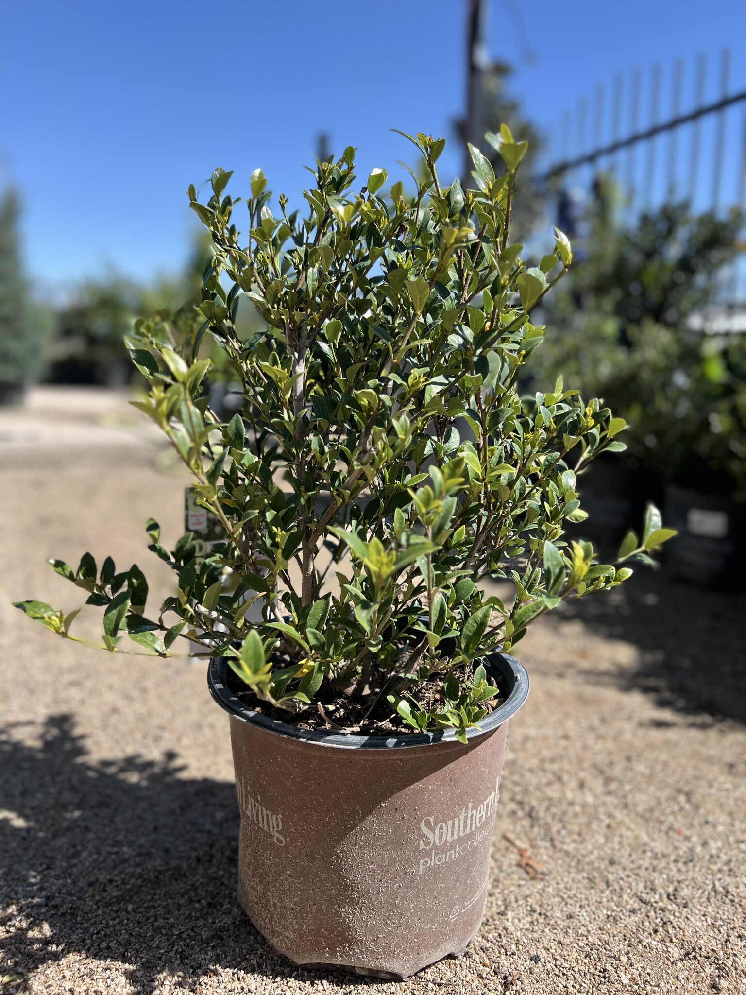GARDENIA, 'JUBILATION', 3G