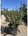 'SNOW GIRL' GARDENIA PLANT, 3 GALLON