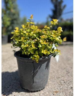 ABELIA, 'CANYON CREEK', 3G*