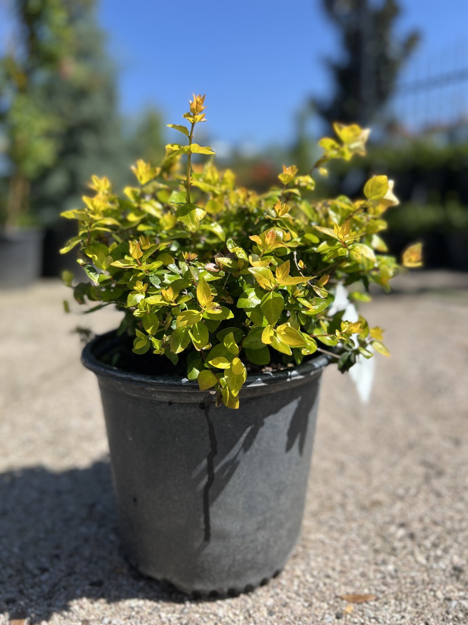 'CANYON CREEK' ABELIA, 3 GALLON