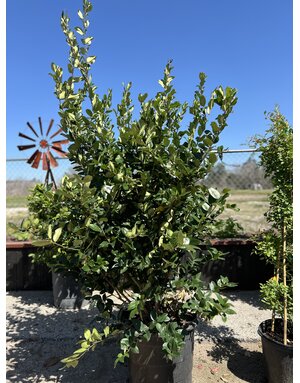 LIGUSTRUM, 'WAX TEXANUM, 15G*
