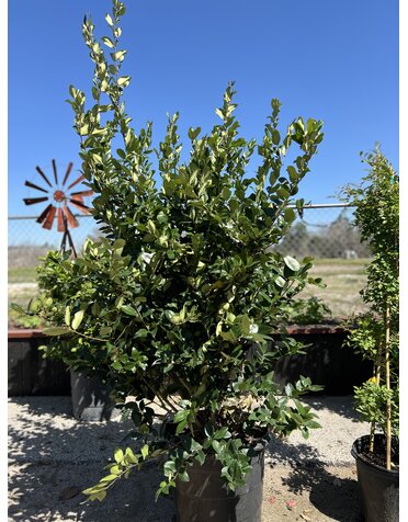 LIGUSTRUM, 'WAX TEXANUM, 15G*