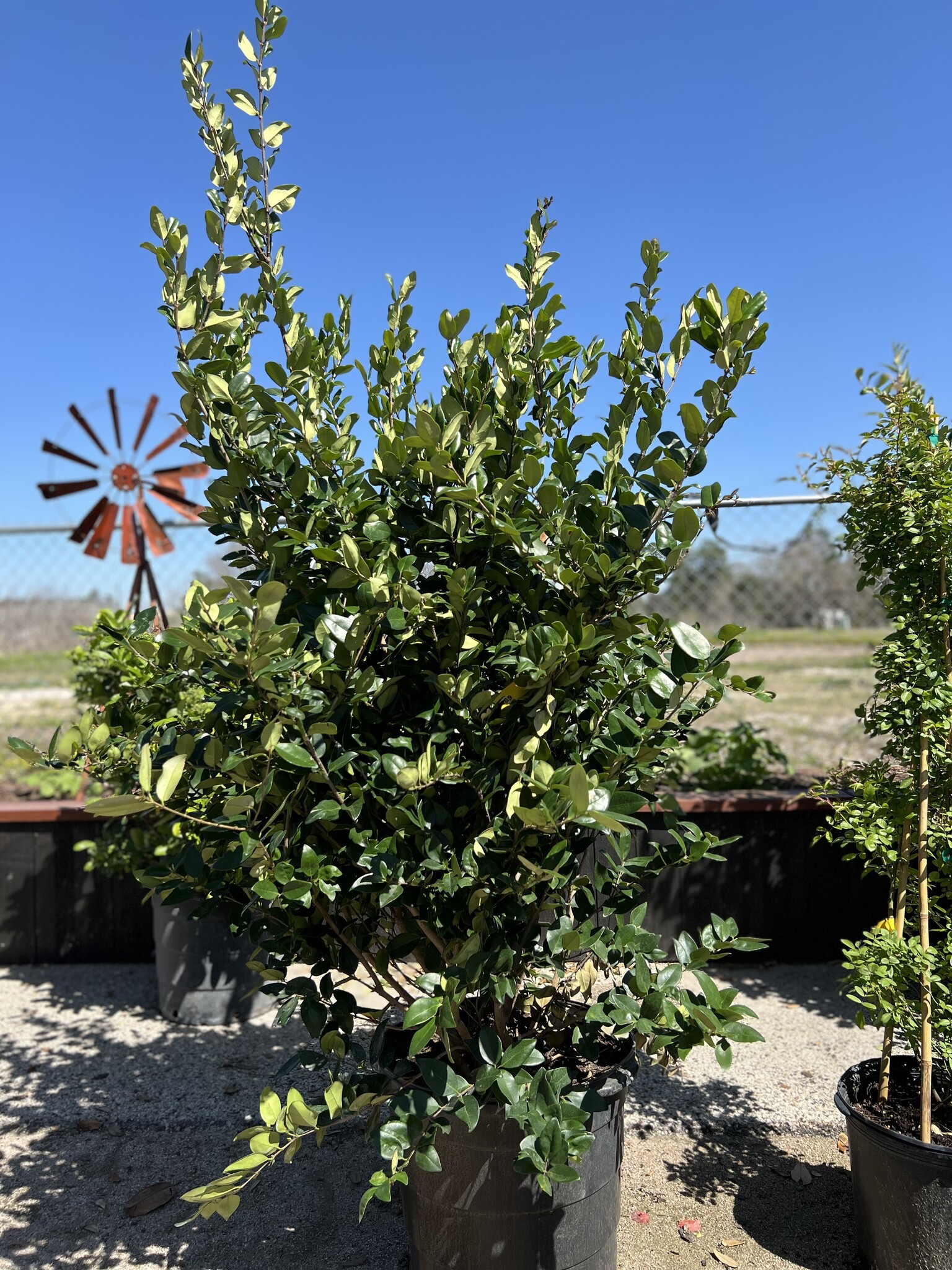 ‘WAX LEAF TEXANUM’ LIGUSTRUM, 15 GALLON