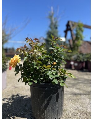 ROSE, 'SOUTH AFRICA SUNBELT', 3G